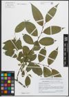 Foto von Salix pentandra L.
